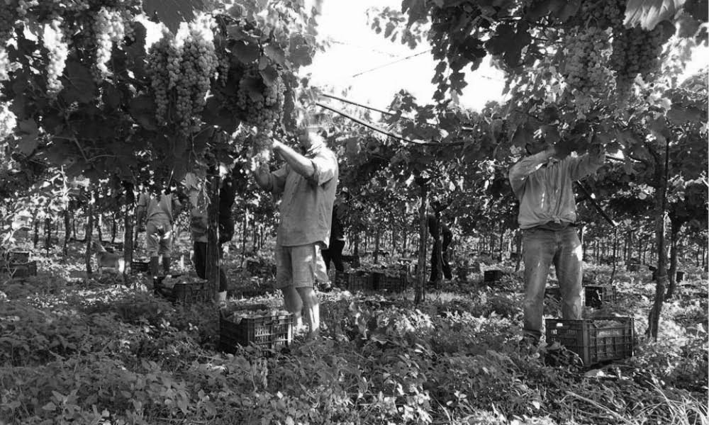 Tenuta Augustea Campania wines