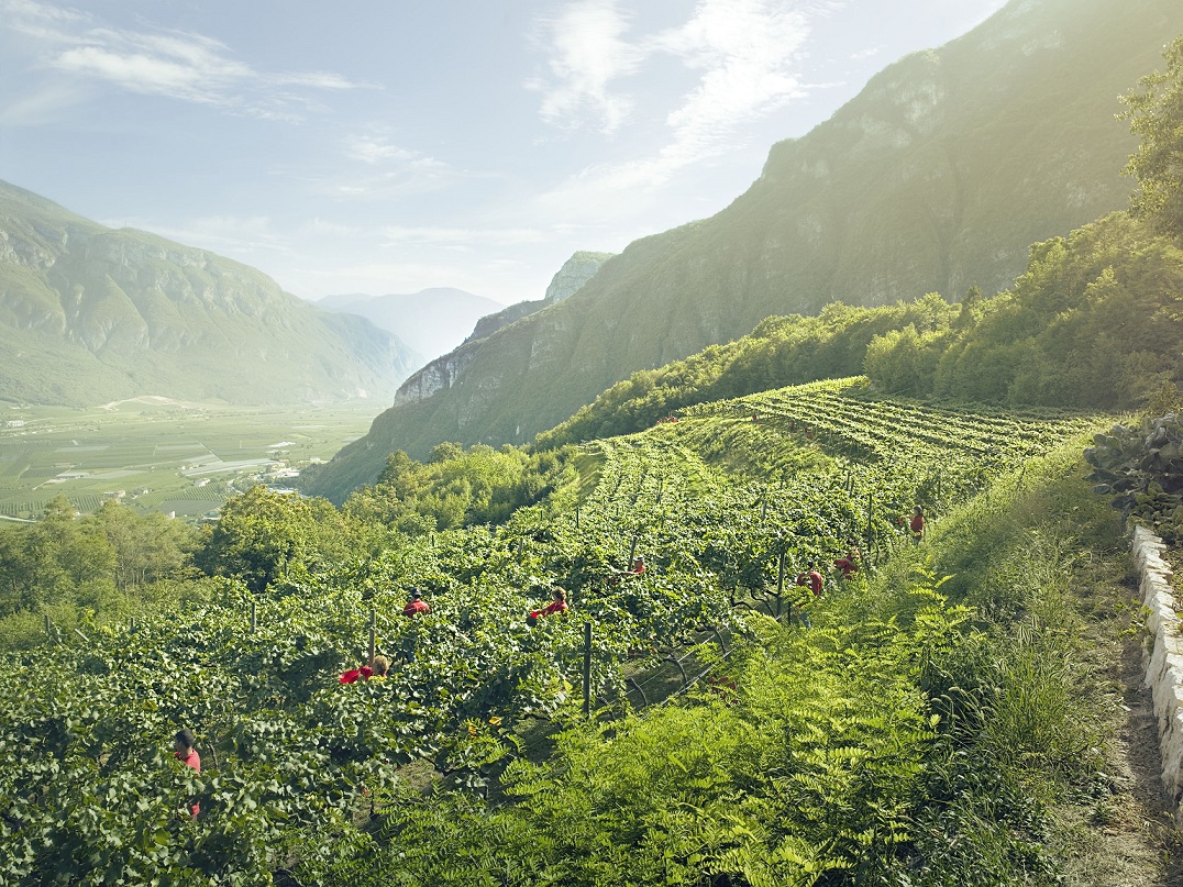 8 Ferrari vineyards