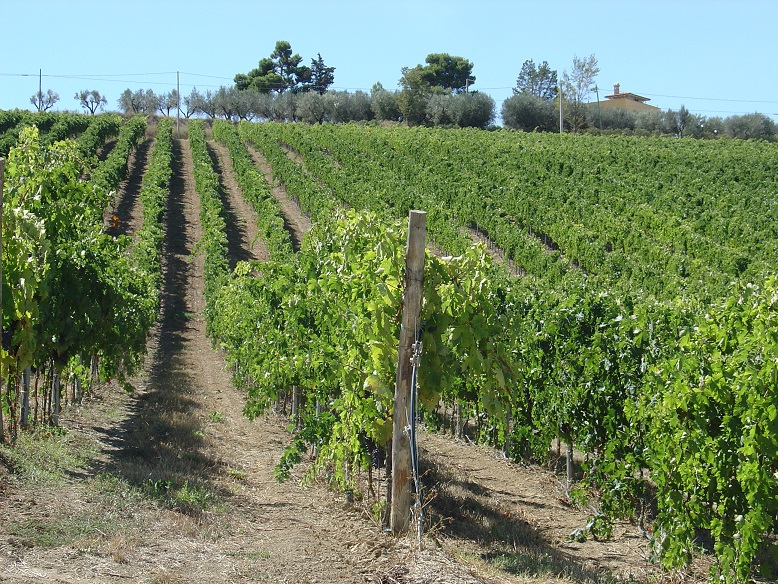 fosso-corno
