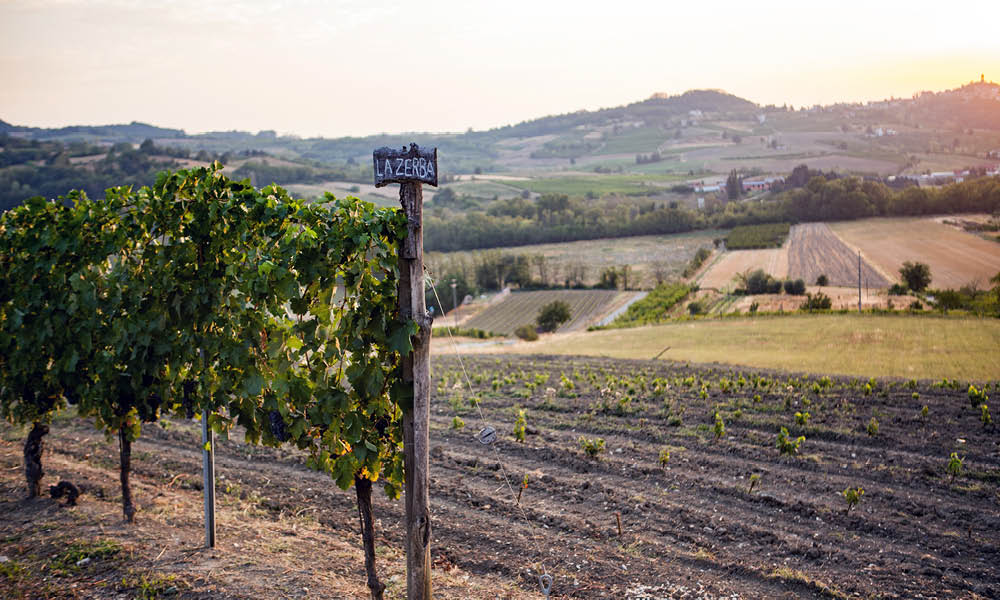 cantine volpi3