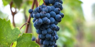 Sangiovese: Characteristics | Wine | Grape variety | Pairings