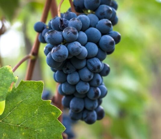 Cesanese: Caratteristiche | Vino | Vitigno | Abbinamenti