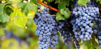 Cabernet Sauvignon: Characteristics | Wine | Grape variety | Pairings