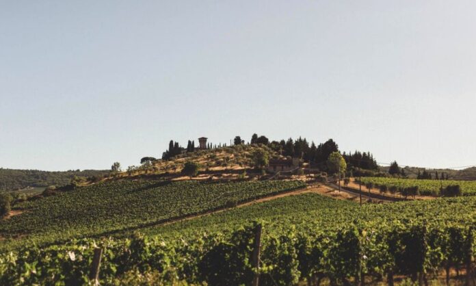 castello vicchiomaggio vigne