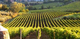 Fattoria I Veroni