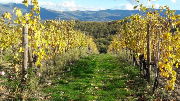 solatione winery