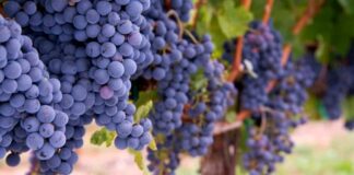 Merlot: Characteristics| Wine | Grape variety | Pairings