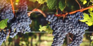 CABERNET FRANC | Vino | Vitigno | Abbinamenti