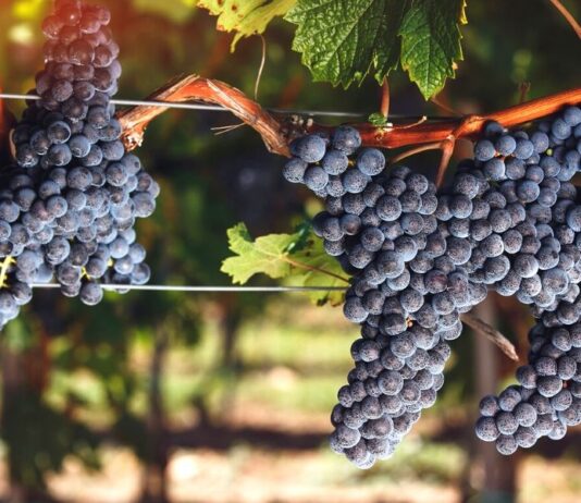 CABERNET FRANC | Vino | Vitigno | Abbinamenti