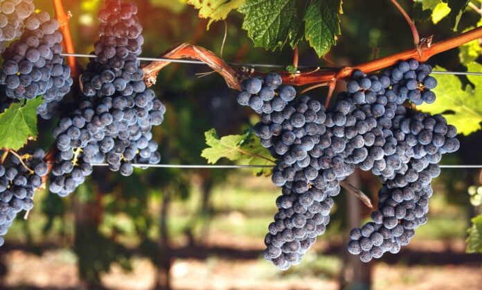 cabernet franc vitigno