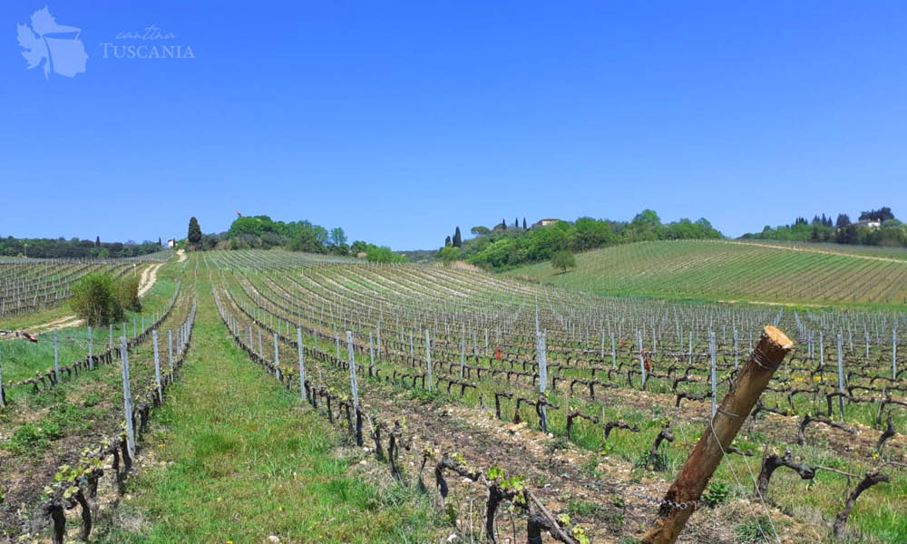 Cantina Tuscania a Barberino Tavarnelle