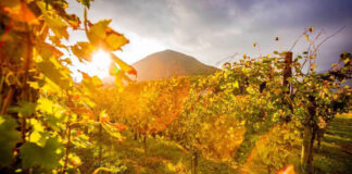 La Vinicola del Titerno