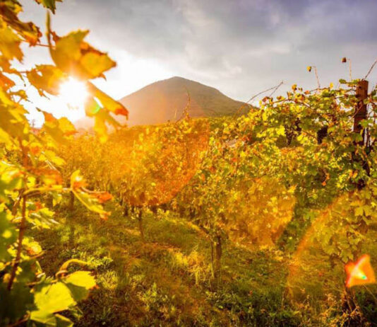 La Vinicola del Titerno