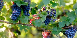 PINOT NERO | Vino | Vitigno | Abbinamenti