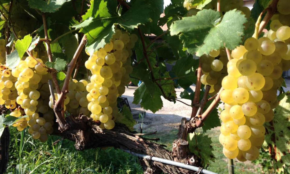 Ronco del Gnemiz vini Chardonnay