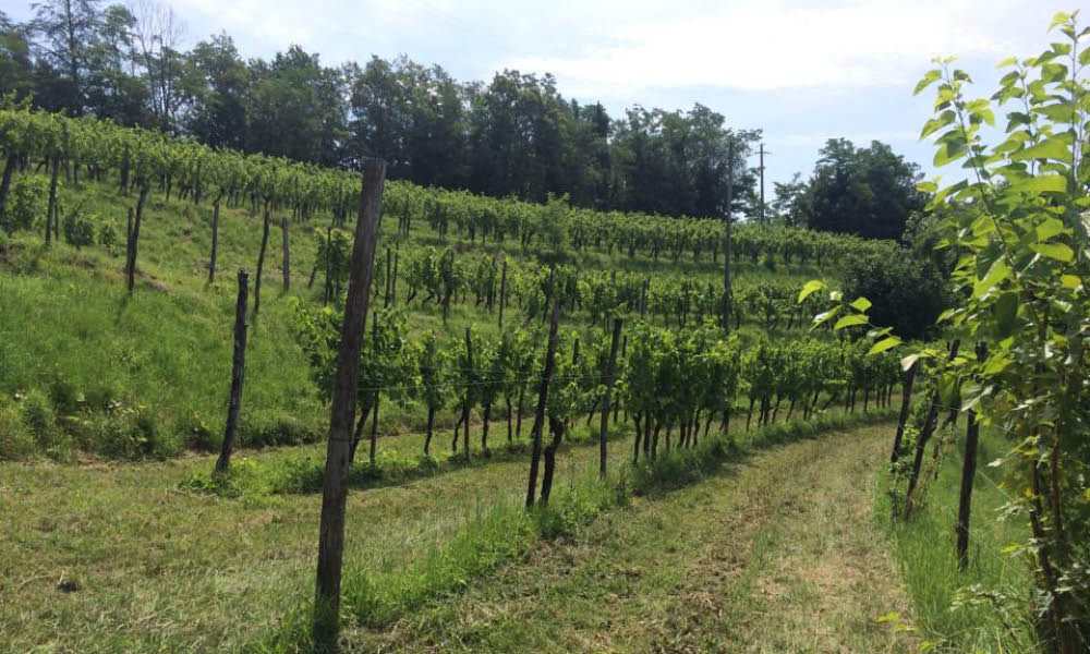 Ronco del Gnemiz vini bianchi del Friuli