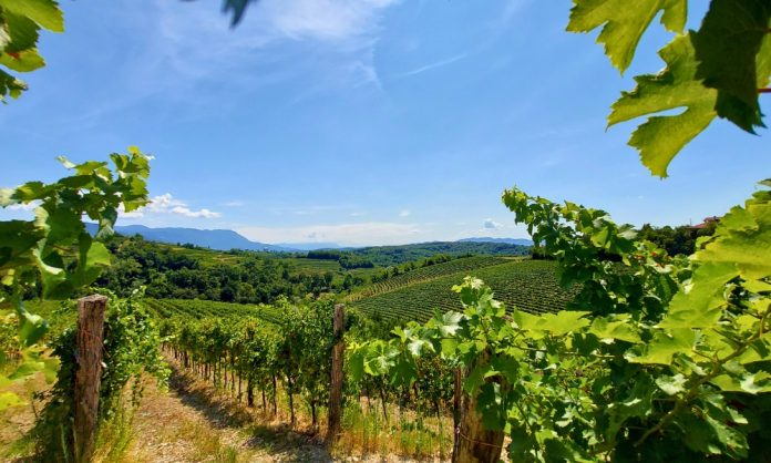 MIGLIORI VINI ROSSI ITALIANI (95)