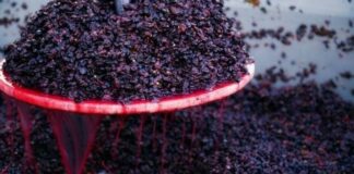 Vinificazione in rosso: dall’uva alla bottiglia Vinificazione in rosso