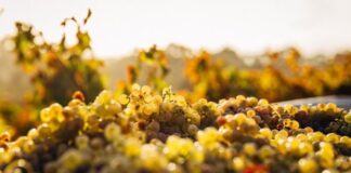 Vinificazione in bianco: dall’uva alla bottiglia come si fa il vino bianco