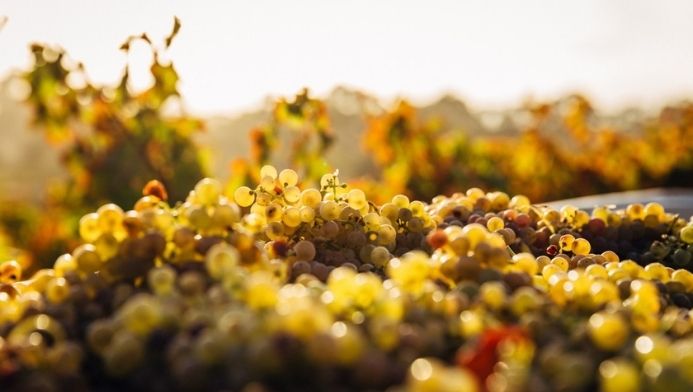 come si fa il vino bianco