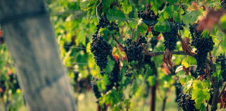 Feste del Vino e dell’Uva 2018 Sud Italia e Isole