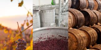 Aromi Primari, Secondari e Terziari del Vino