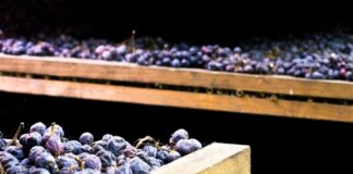 Amarone della Valpolicella Vintage Chart (2025)
