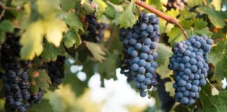 Syrah: Characteristics | Wine | Grape variety | Pairings