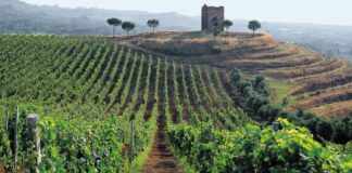 Elenco DOC e DOCG del Lazio