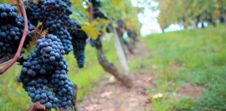Nebbiolo: Features | Wine | Grape Variety | Pairings