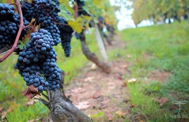 nebbiolo3