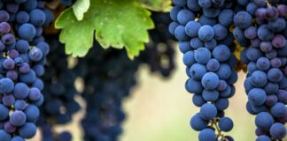 Aglianico: Caratteristiche | Vino | Vitigno | Abbinamenti