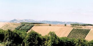 Elenco DOC e DOCG del Molise
