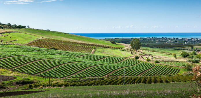Vineyards overlooking the sea in the province of Trapani in Sicily, italy