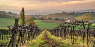Vini dell’Emilia Romagna – Storia, Vitigni, DOC, DOCG