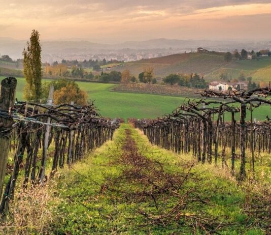Vini dell’Emilia Romagna – Storia, Vitigni, DOC, DOCG