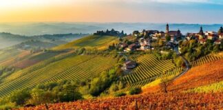 Elenco Vitigni del Piemonte – Autoctoni & Internazionali