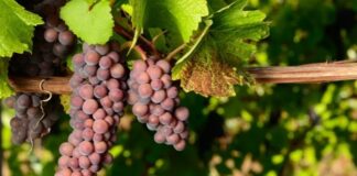 MÜLLER THURGAU | Vino | Vitigno | Abbinamenti