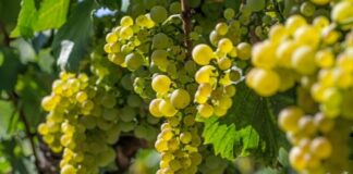 RIESLING | Vino | Vitigno | Abbinamenti