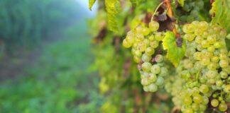 SAUVIGNON BLANC | Vino | Vitigno | Abbinamenti