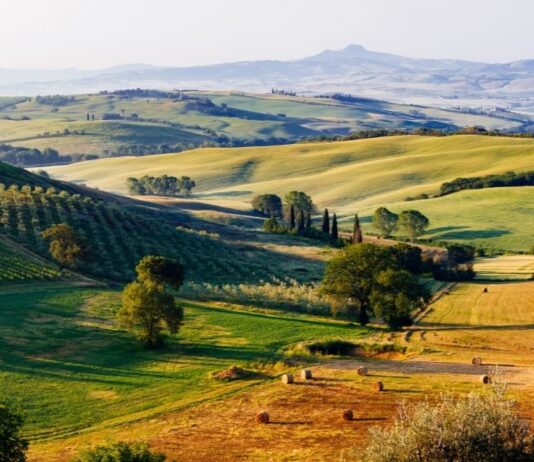 Elenco Vitigni della Toscana – Autoctoni & Internazionali