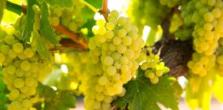CHARDONNAY | Vino | Vitigno | Abbinamenti