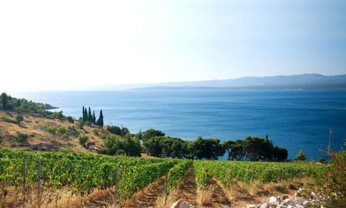 calabria vines