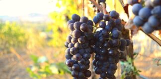 Ciliegiolo: Caratteristiche | Vino | Vitigno | Abbinamenti