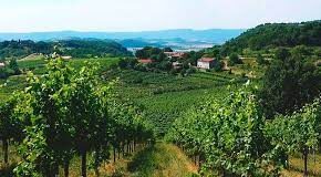 Terre Gaie: alla riscoperta del Fior d’Arancio Colli Euganei DOCG