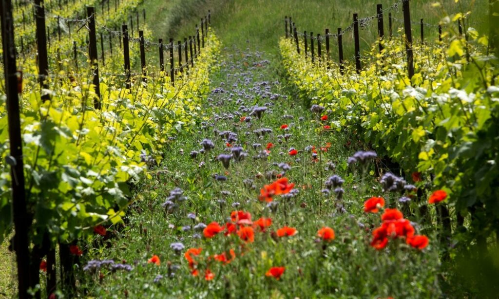 2miglioricantinefranciacorta