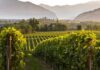 Migliori 10 Cantine da Visitare in Franciacorta Franciacorta migliori cantine