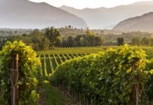 Migliori 10 Cantine da Visitare in Franciacorta Franciacorta migliori cantine