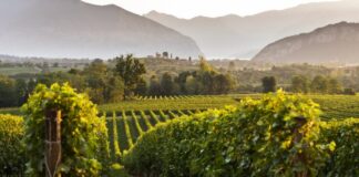 Migliori 10 Cantine da Visitare in Franciacorta Franciacorta migliori cantine