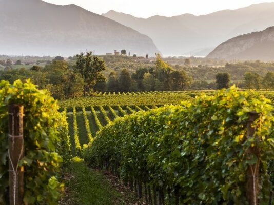 Migliori 10 Cantine da Visitare in Franciacorta Franciacorta migliori cantine